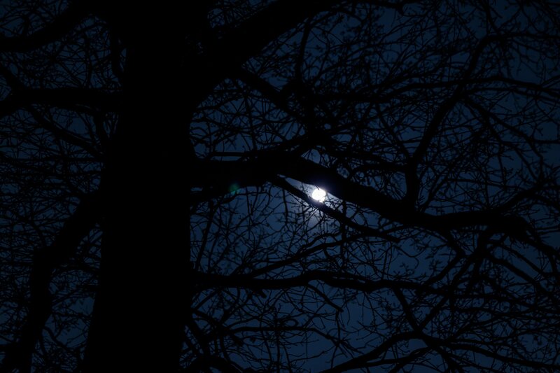 Moon Through Tree Branches — Black, Dark, Night