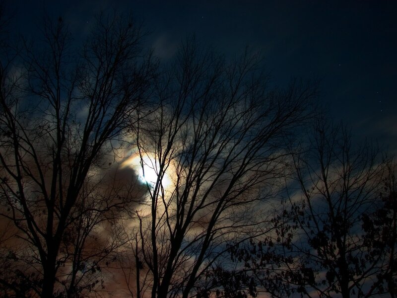 Moon Through Tree Branches — Black, Dramatic, Night, Photograph, Clouds, Trees