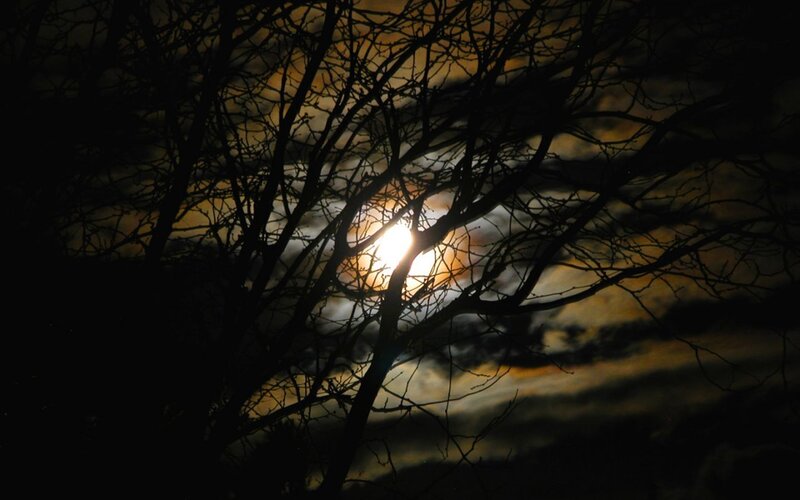 Moon Through Tree Branches — Black, Dramatic, Night, Photograph, Clouds, Yellow