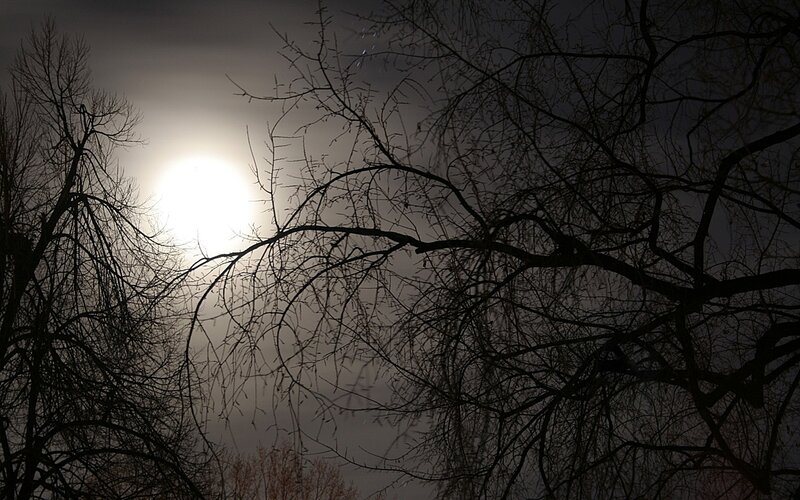 Moon Through Tree Branches — Black, Dramatic, Night, Photograph, Trees, Sky