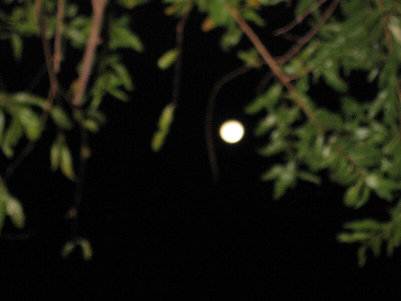 Moon Through Tree Branches — Black, Serene, Night