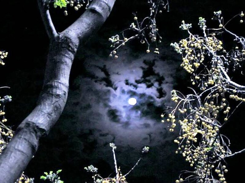 Moon Through Tree Branches — Black, Serene