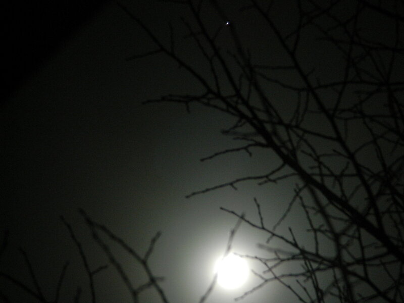 Moon Through Tree Branches — Black