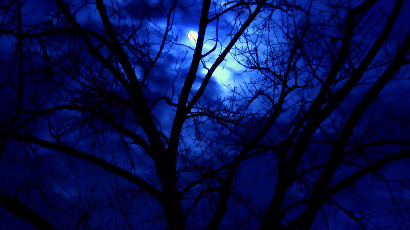 Moon Through Tree Branches — Blue, Dark