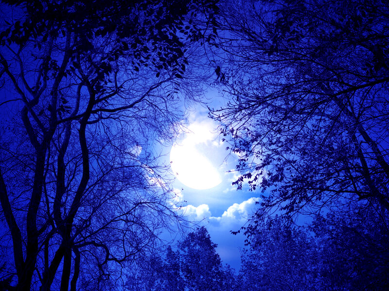 Moon Through Tree Branches — Blue, Dramatic