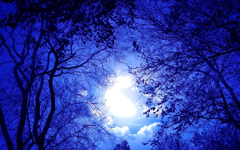 Moon Through Tree Branches — Blue, Serene, Night, Photograph