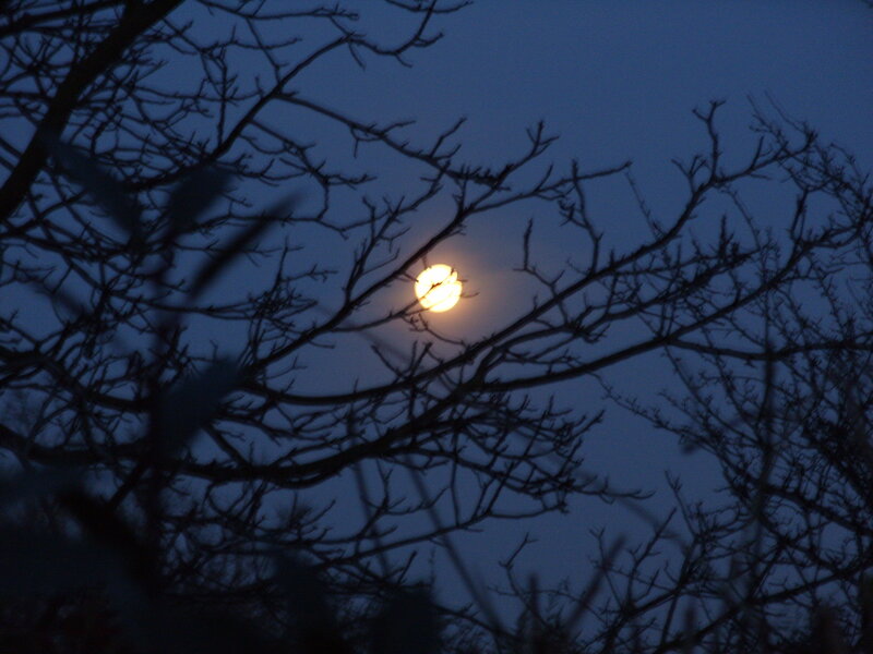 Moon Through Tree Branches — Blue, Serene, Night, Photograph, Tree Branches, Black