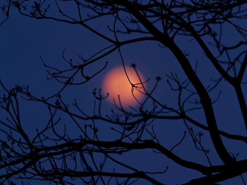 Moon Through Tree Branches — Blue, Serene, Night, Photograph, Tree Branches