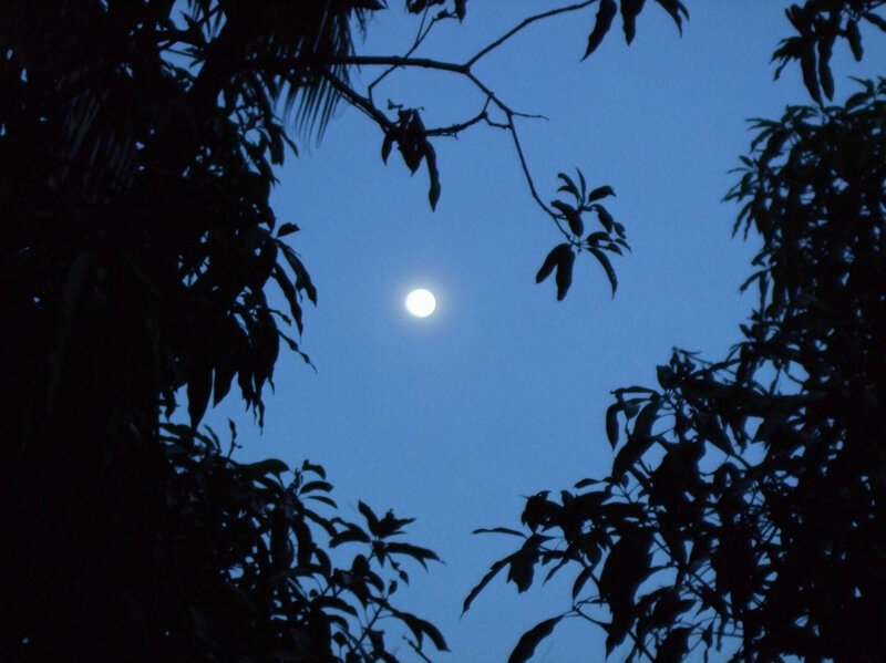 Moon Through Tree Branches — Blue, Serene, Night, Photograph, Trees, Sky