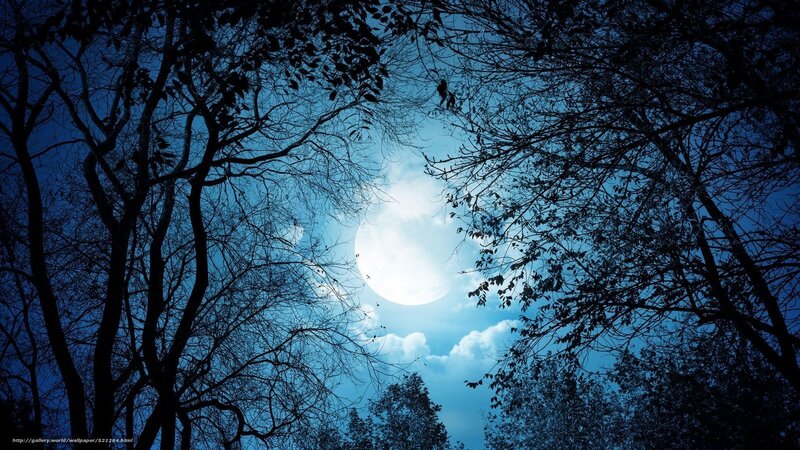 Moon Through Tree Branches — Blue, Serene, Night, Photograph, Trees