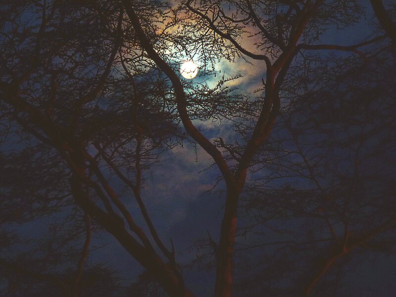 Moon Through Tree Branches — Blue, Serene, Night