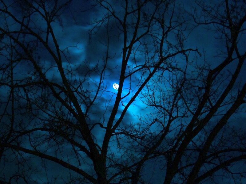 Moon Through Tree Branches — Blue, Serene