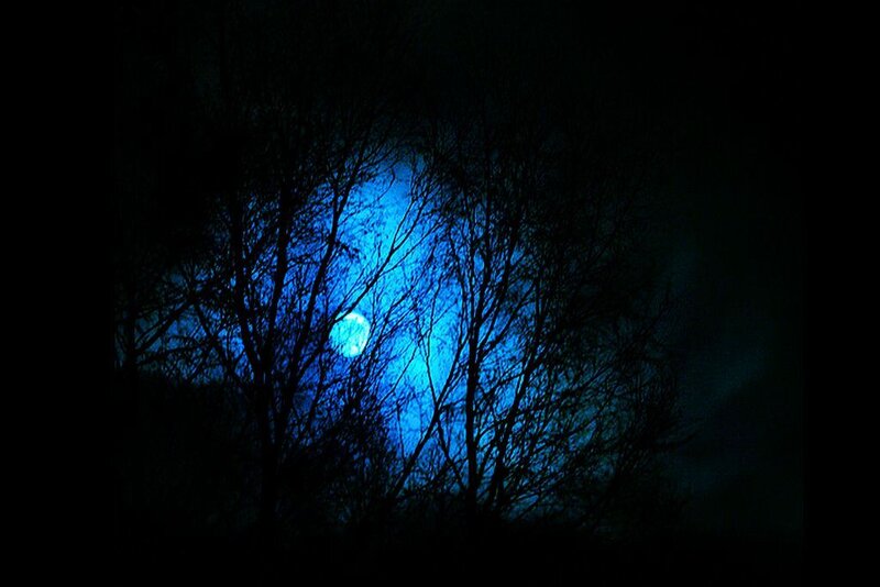 Moon Through Tree Branches — Blue