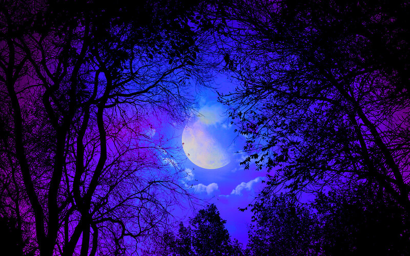 Moon Through Tree Branches — Purple