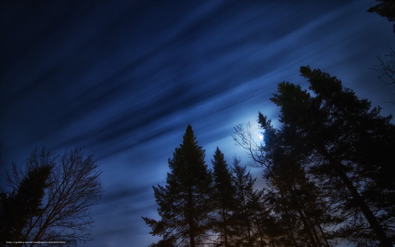 Moon Through Trees