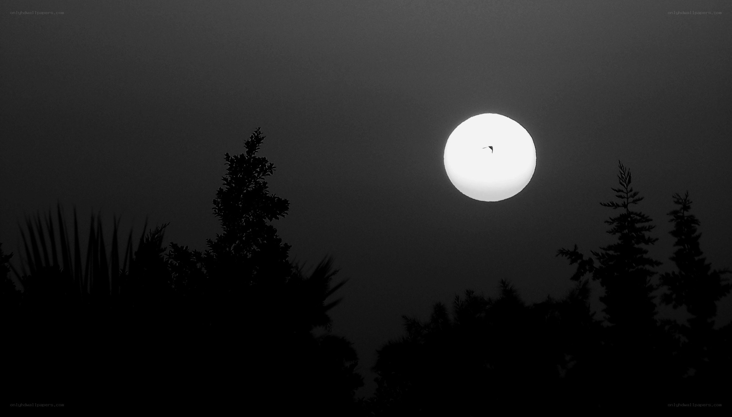 Moon with bird silhouette