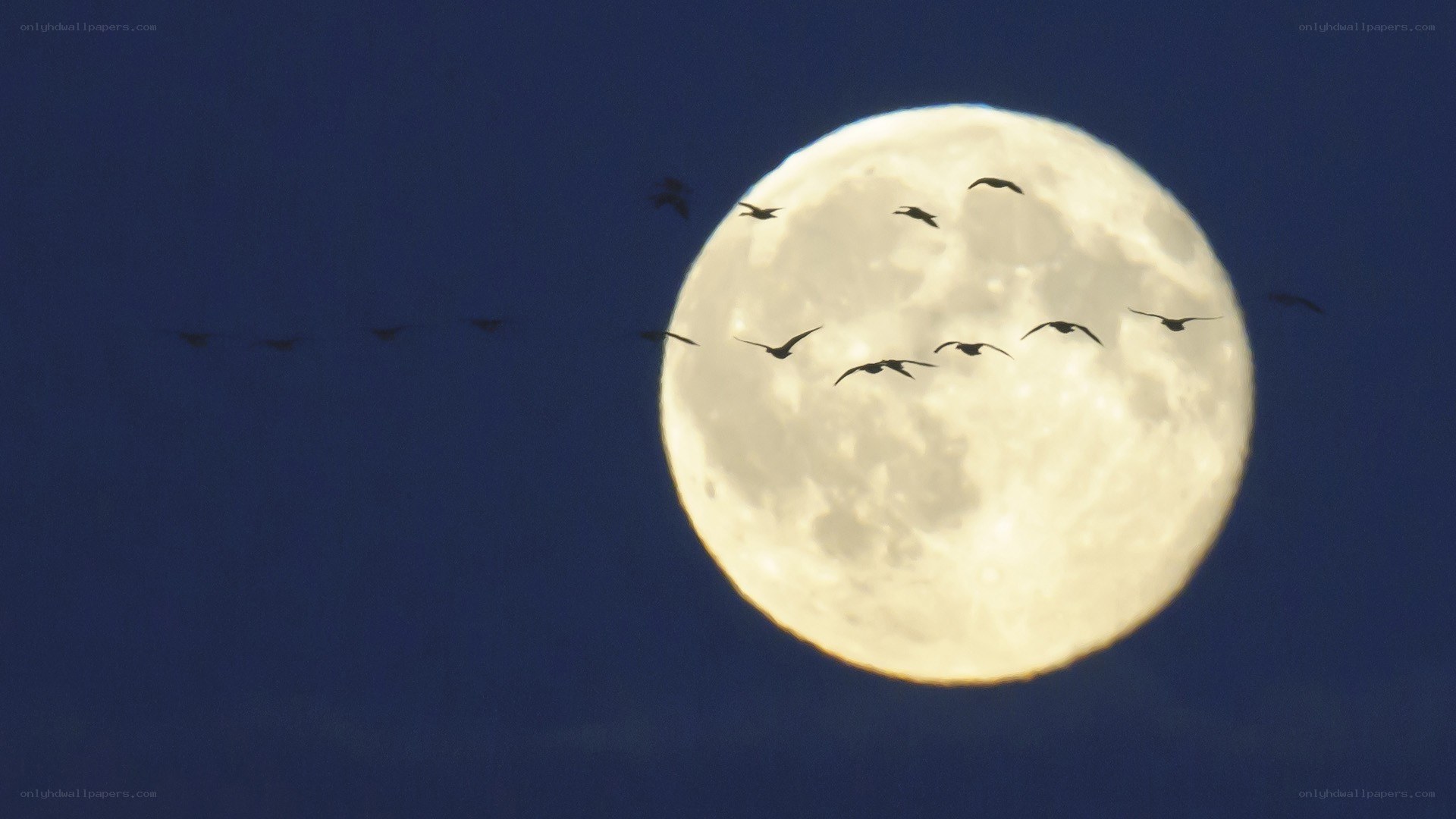 Moon with flying birds
