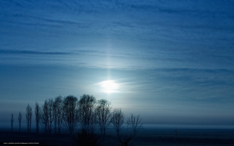 Moonlight over bare trees