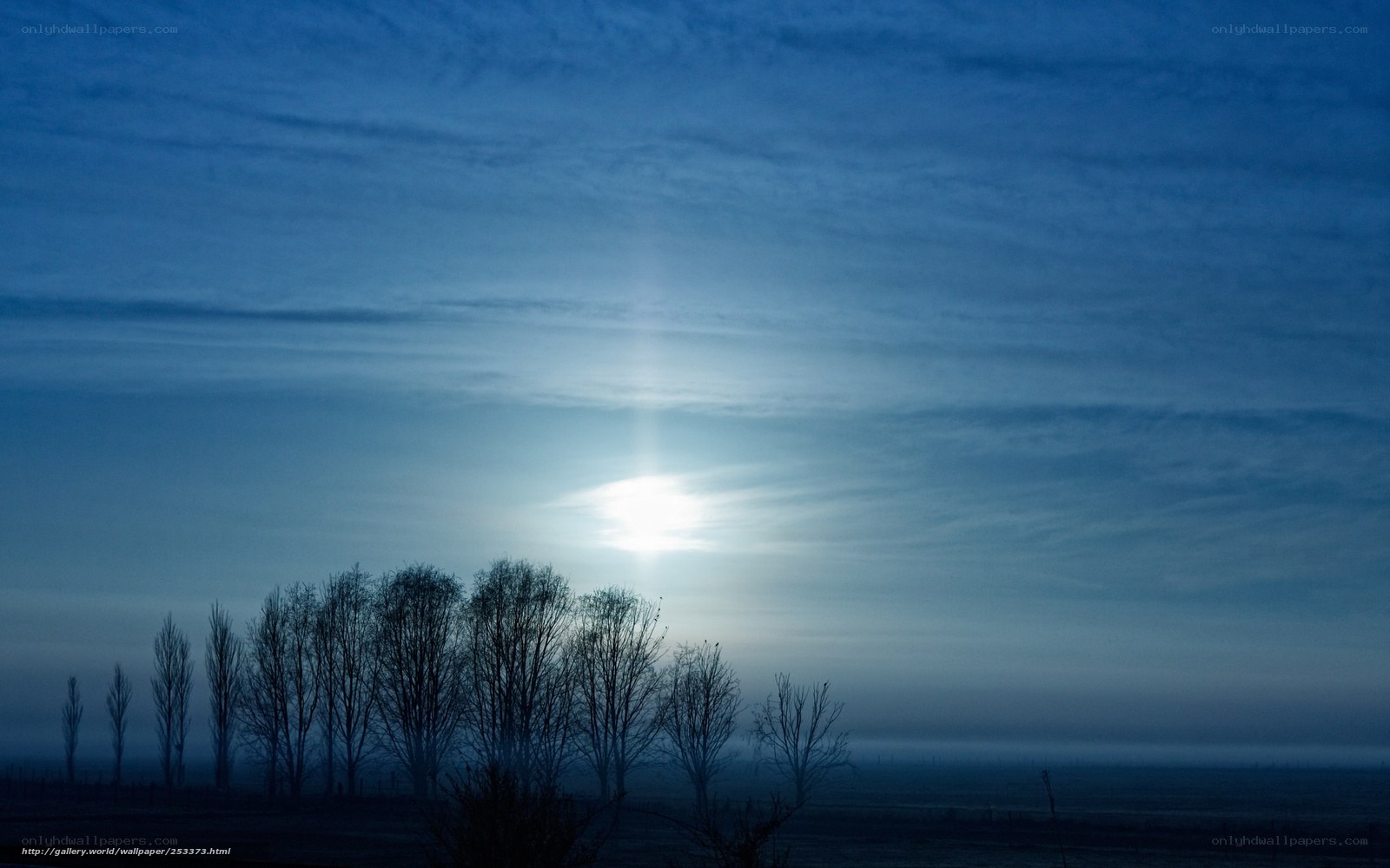 Moonlight over bare trees