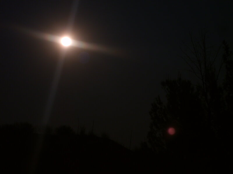 Moonlight over silhouetted trees