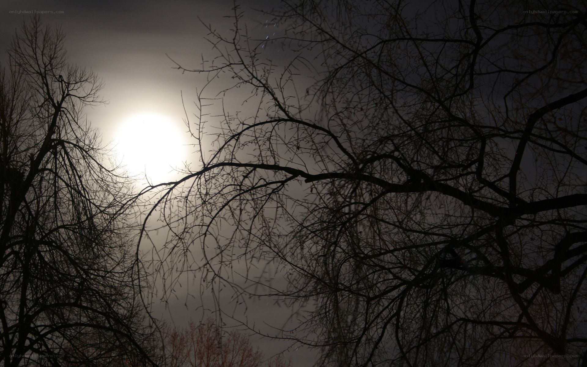 Moonlight through bare branches