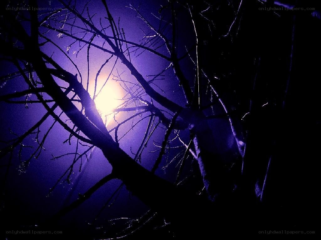Moonlight through bare branches