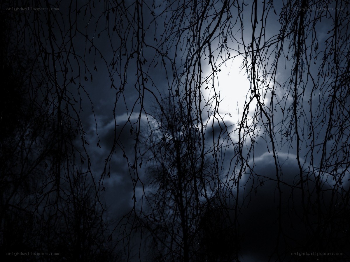 Moonlight through bare branches