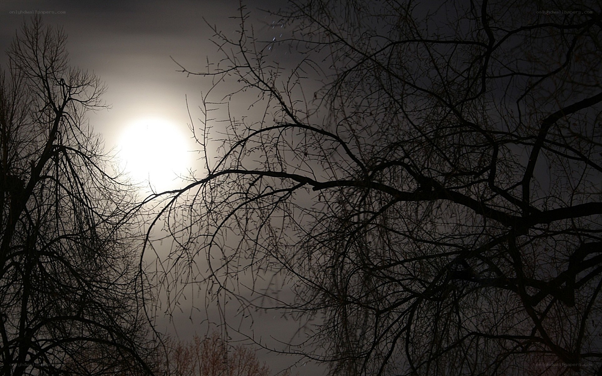 Moonlight through bare branches