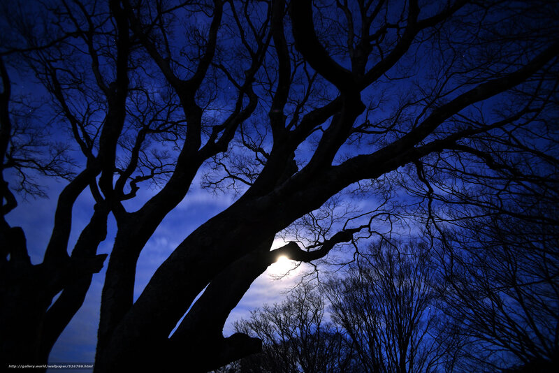 Moonlight through bare branches