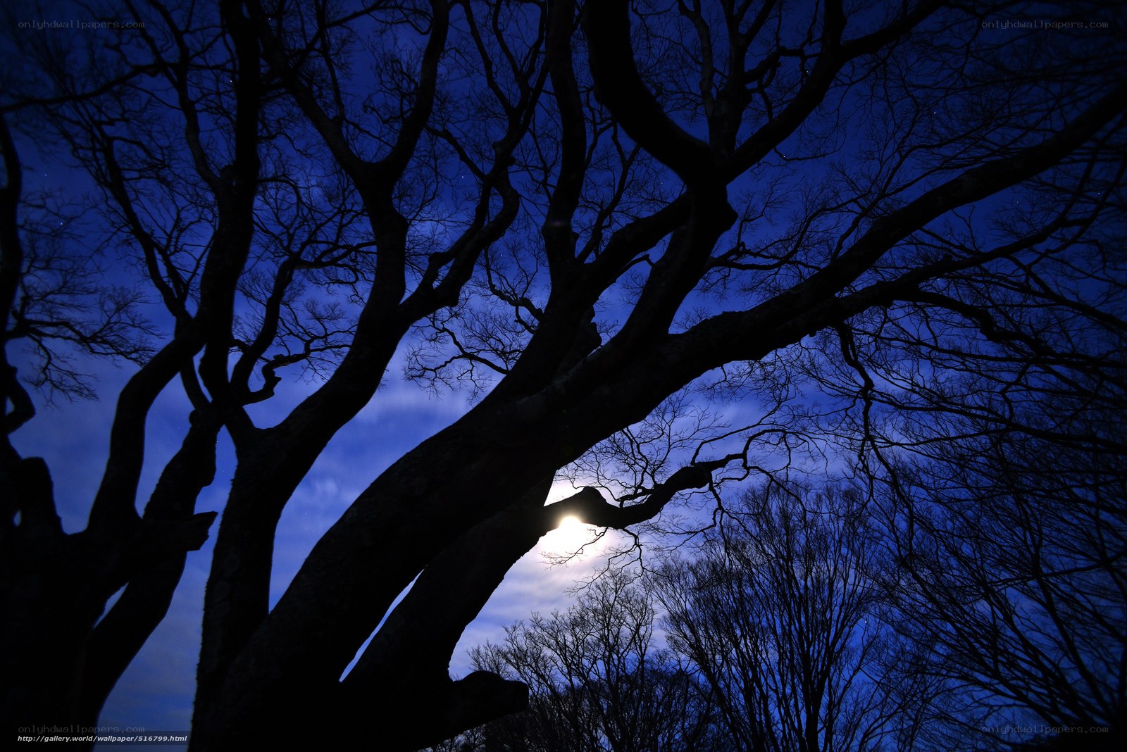 Moonlight through bare branches