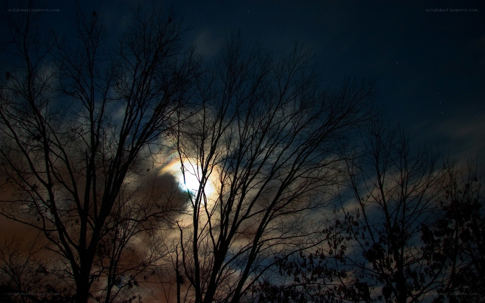 Moonlight through bare trees