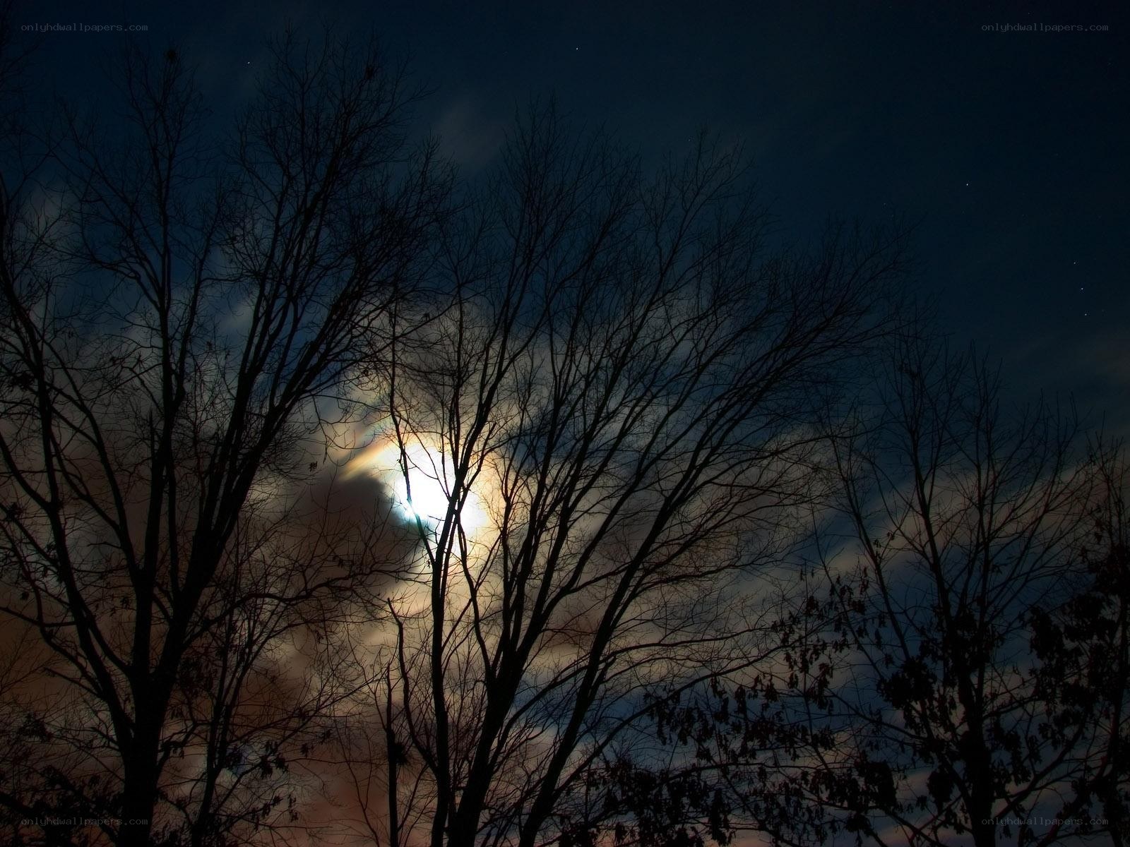 Moonlight through bare trees
