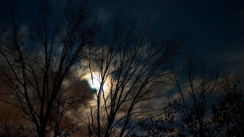 Moonlight through bare trees