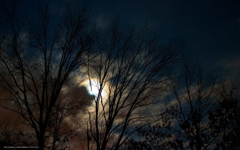 Moonlight through bare trees