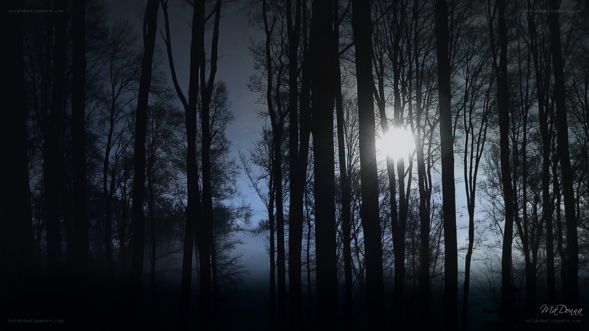 Moonlight through forest trees
