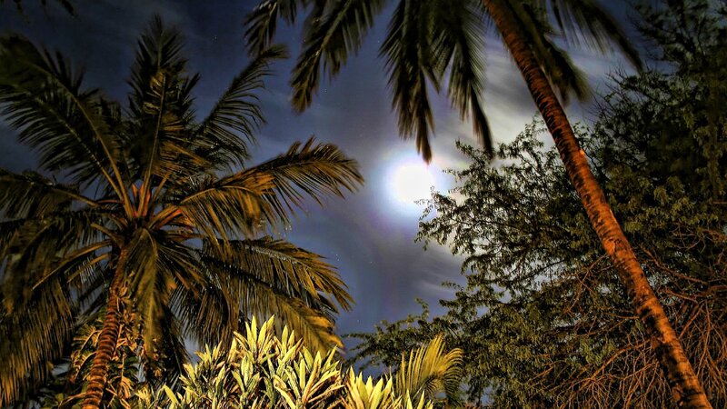 Moonlight through palm trees