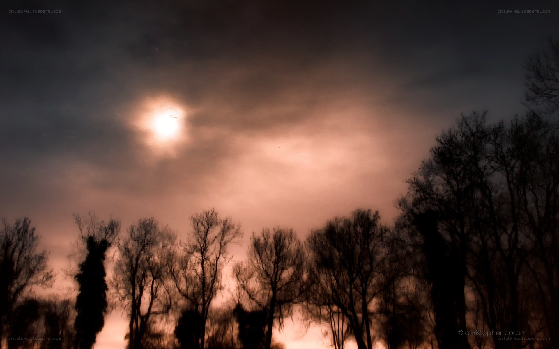 Moonlight through the trees