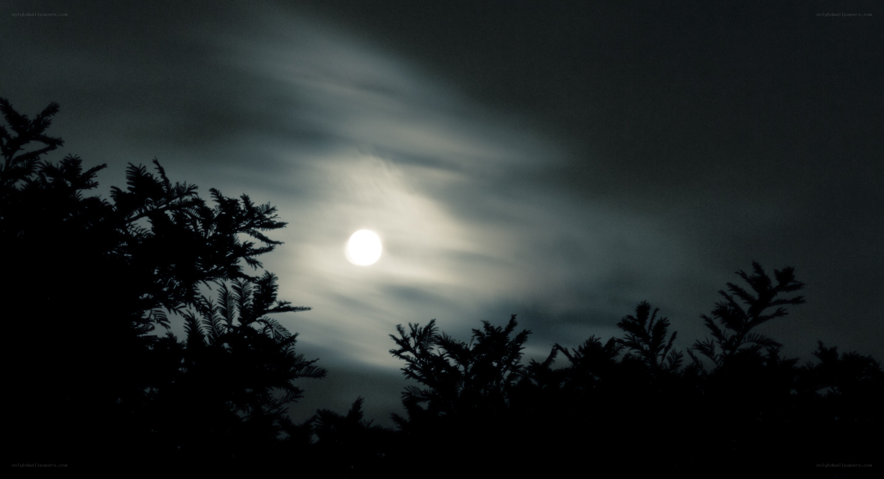 Moonlight through the trees