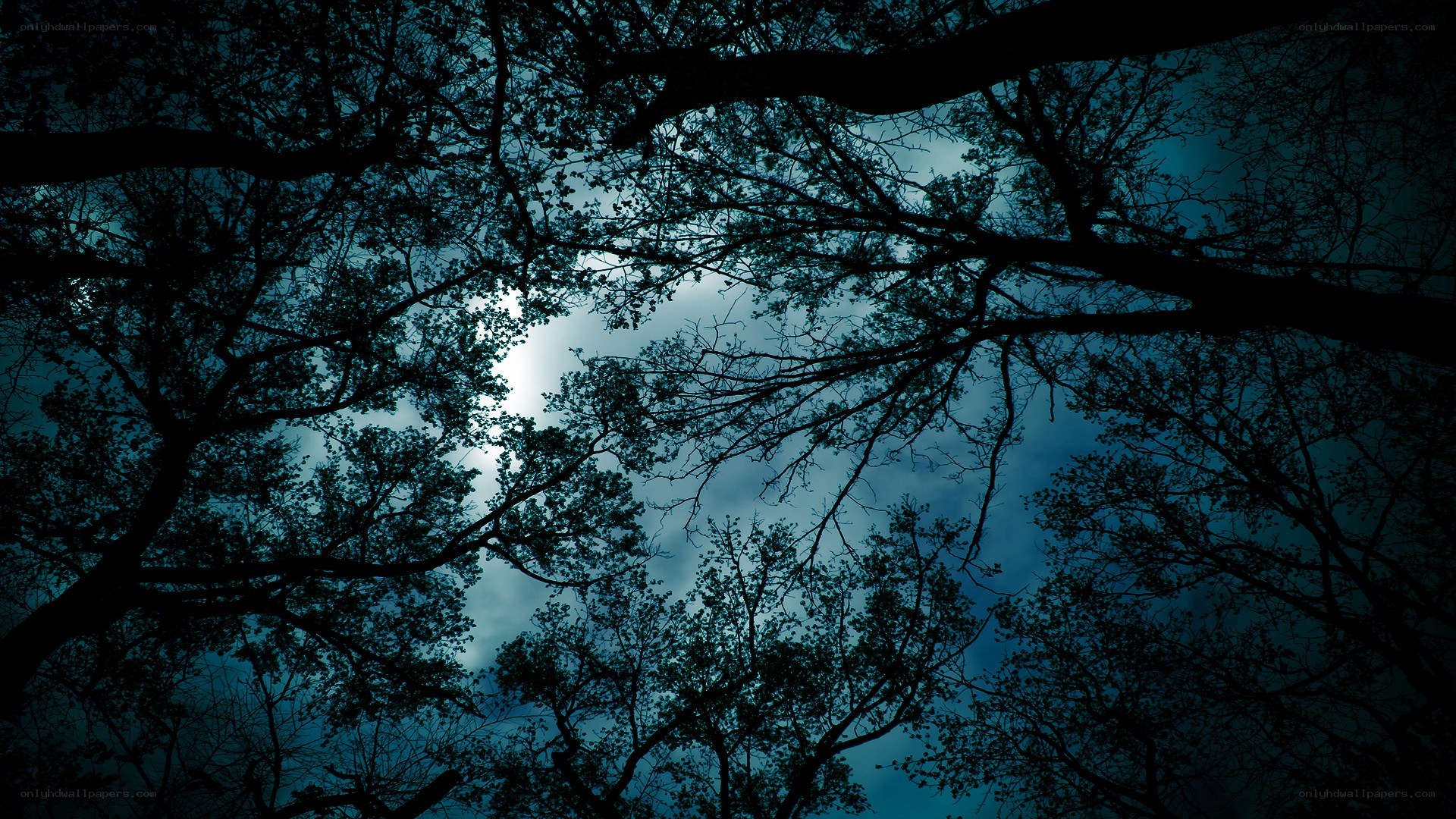 moonlight through tree branches