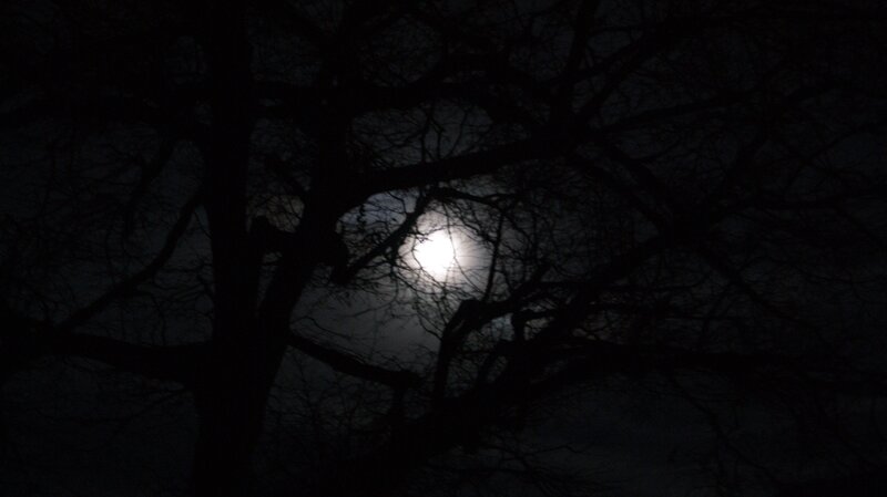 Moonlight through tree branches