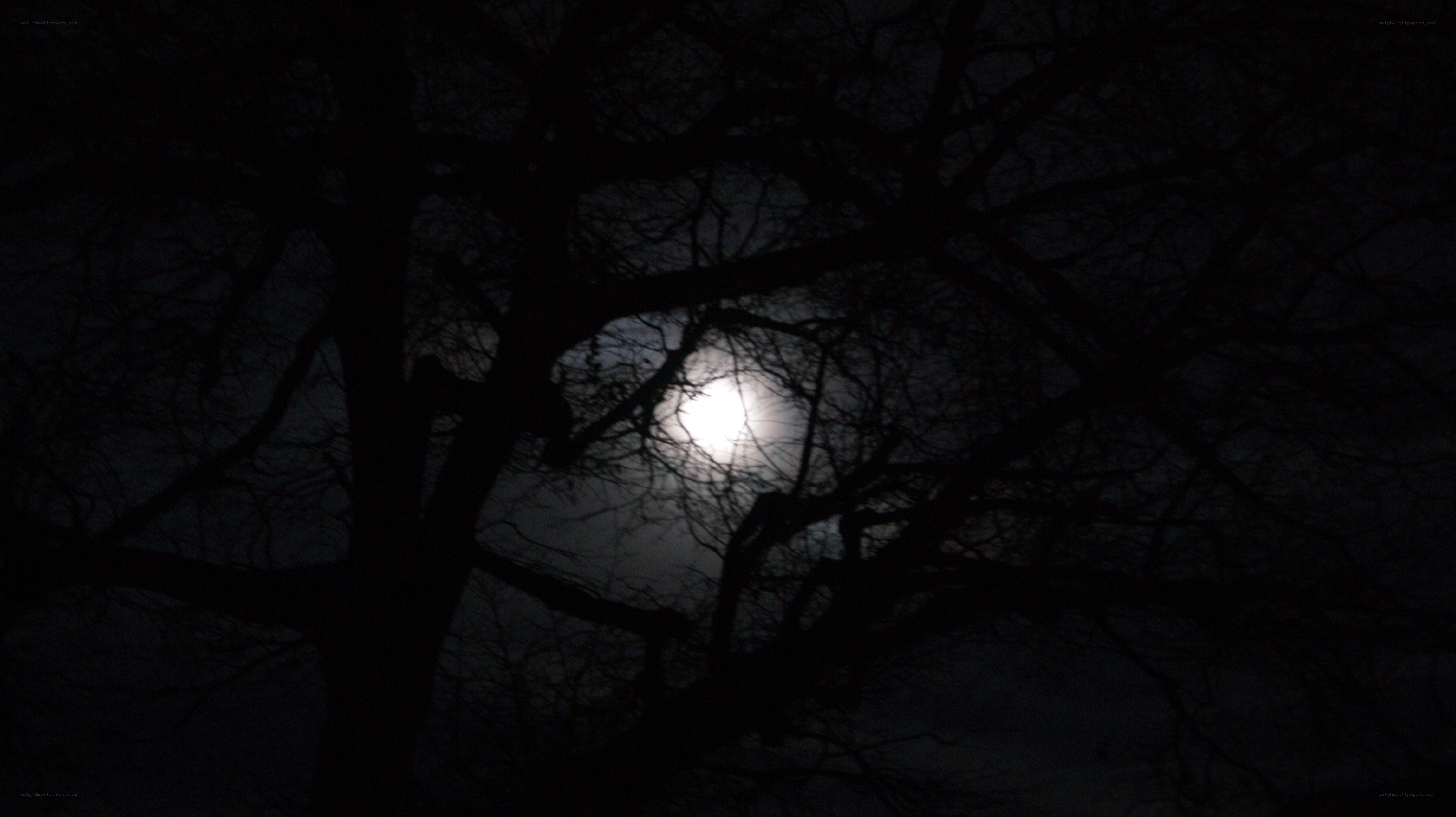 Moonlight through tree branches