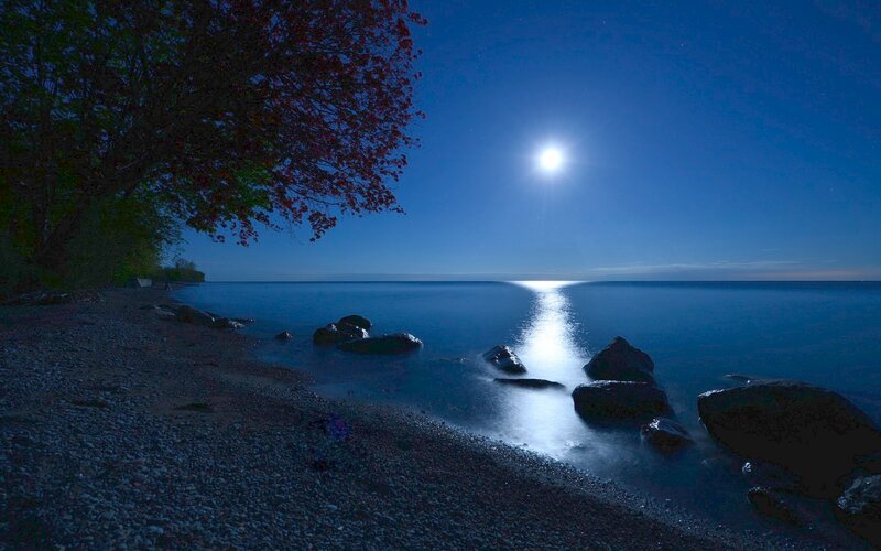 Moonlit Beach at Night — Blue, Serene, Photograph, Tree