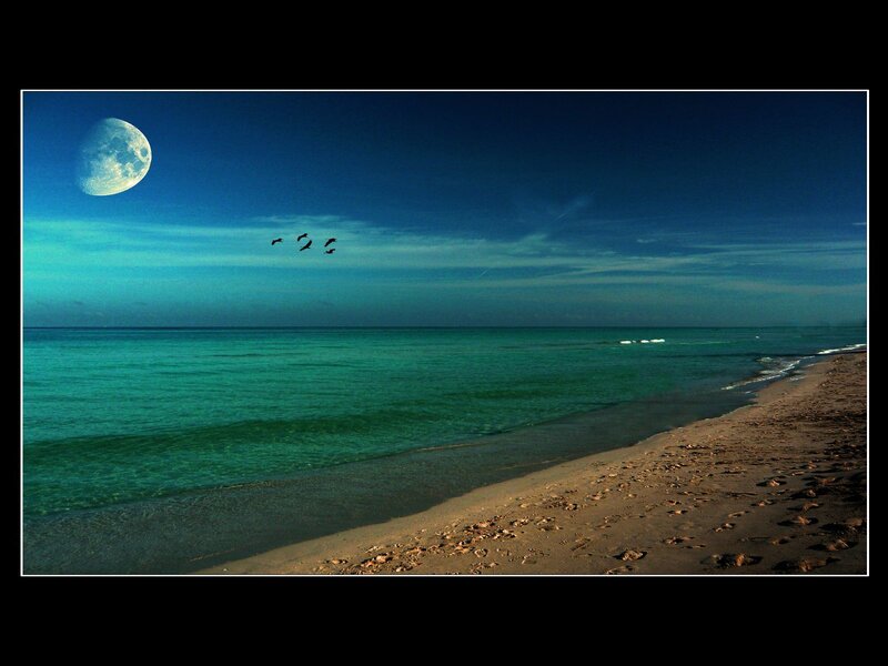 Moonlit beach with birds flying