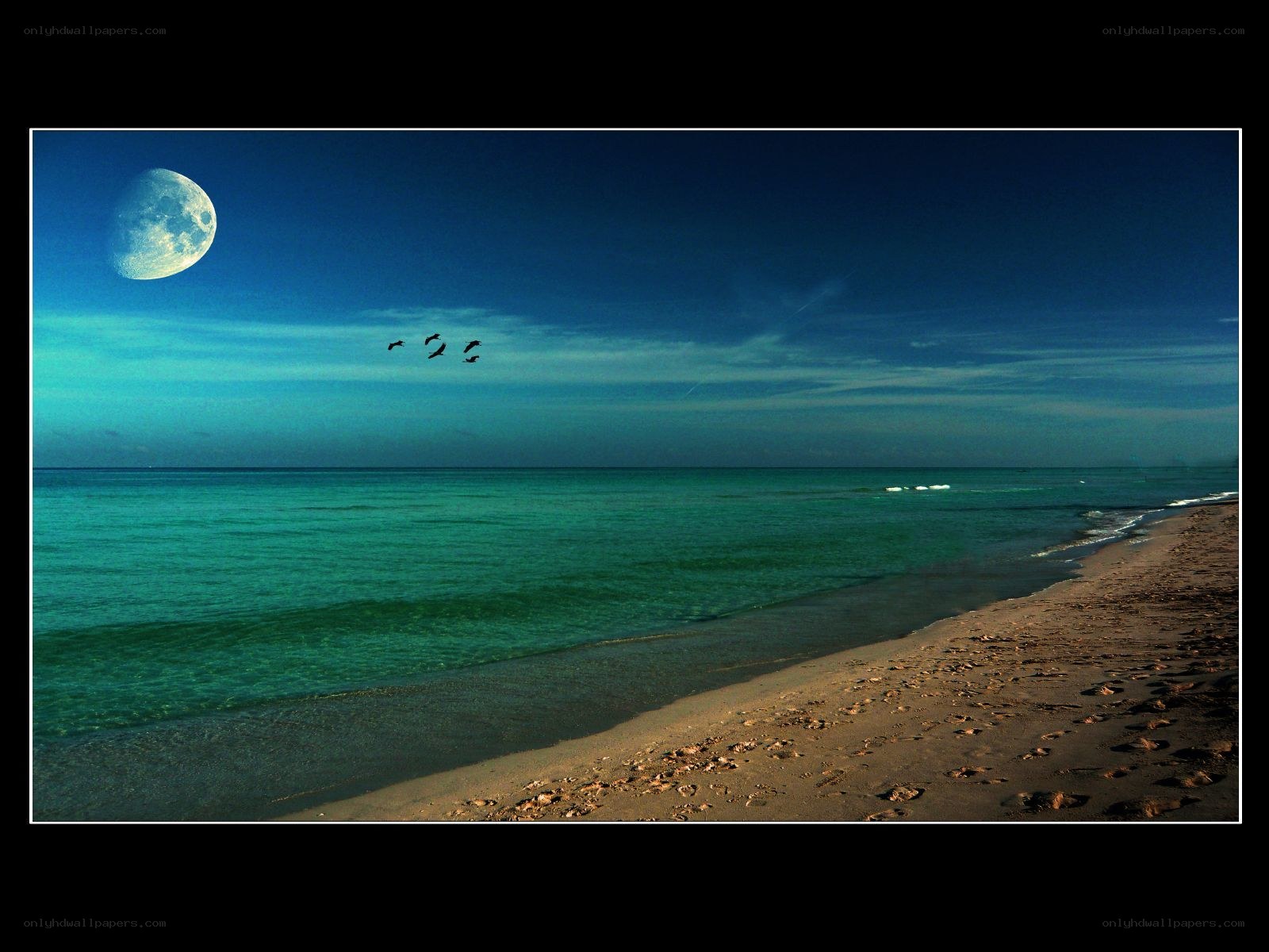 Moonlit beach with birds flying