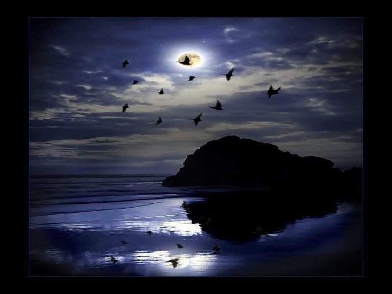 Moonlit beach with flying birds