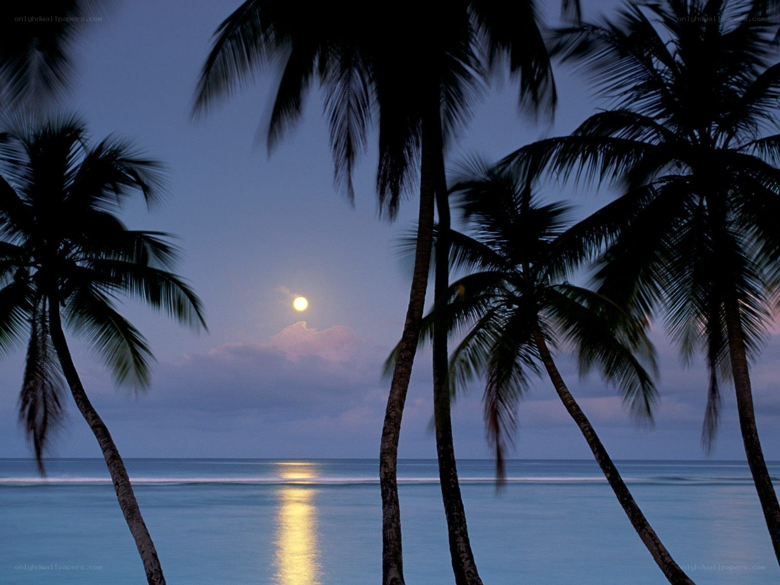 Moonlit beach with palm trees