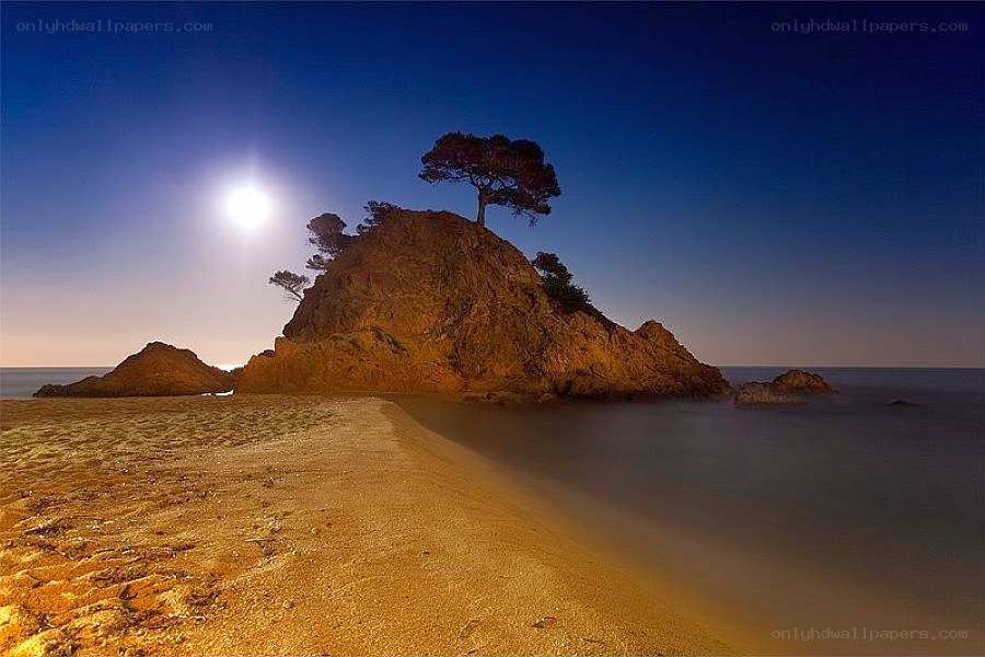 Moonlit beach with solitary tree