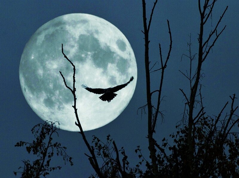Moonlit bird silhouette