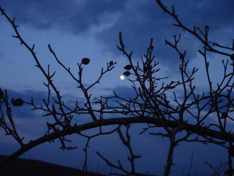 Moonlit branches at dusk