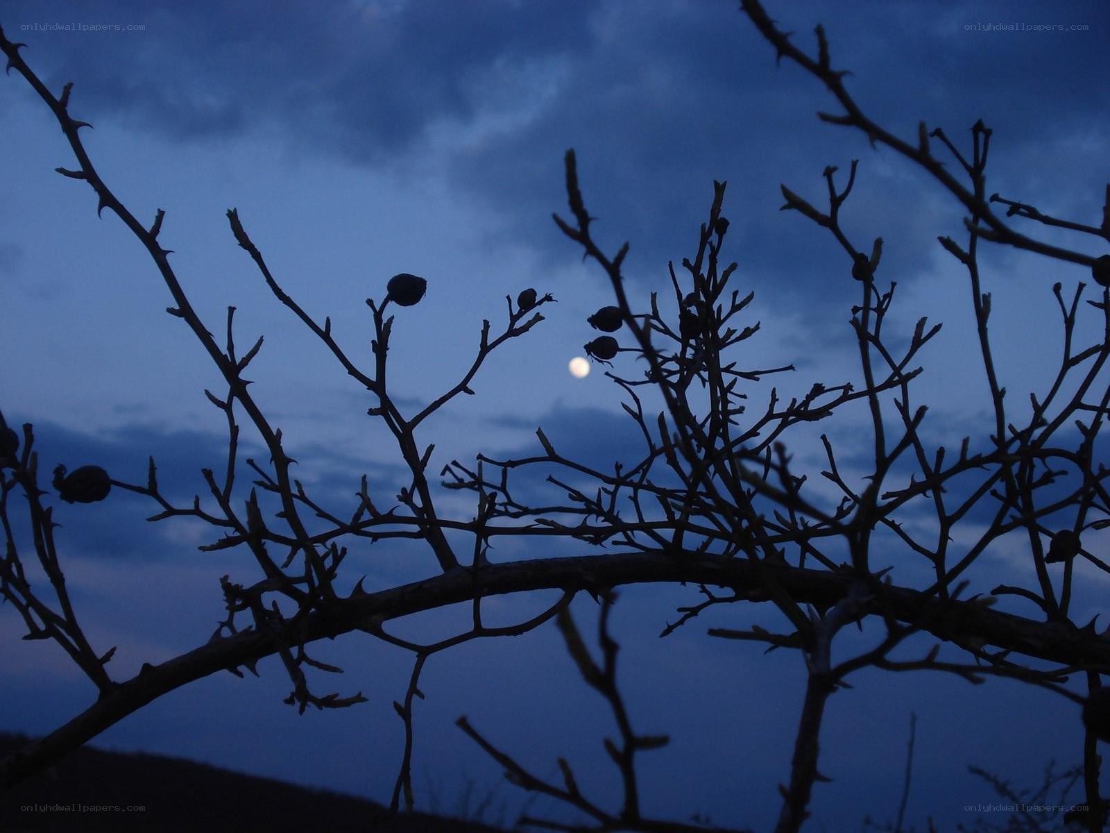 Moonlit branches at dusk